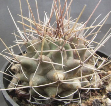 Thelocactus <br>rinconensis fa