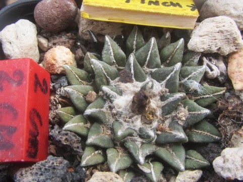 Ariocarpus <br>kotschoubeyanus albiflorus