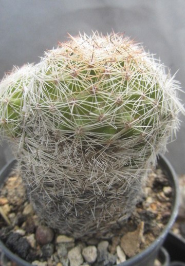 Escobaria chihuahuensis ?