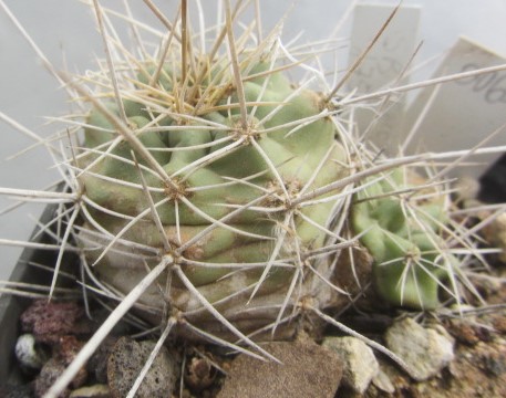 Echinocereus <br>mojavensis