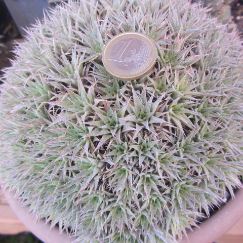 Abromeitiella <br>chlorantha minor