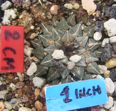 Ariocarpus <br>kotschoubeyanus elephantidens