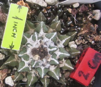 Ariocarpus <br>kotschoubeyanus elephantidens