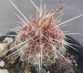 Thelocactus <br>bicolor fma