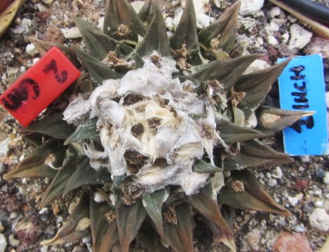 Ariocarpus hybrid f1 furfuraceus x aga