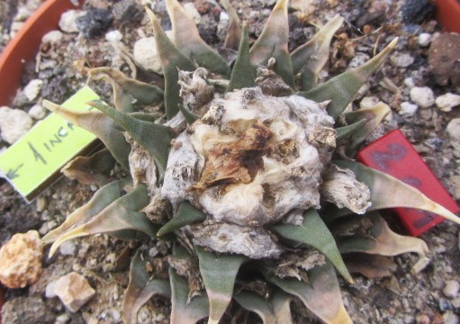 Ariocarpus hybrid f1 furfuraceus x aga