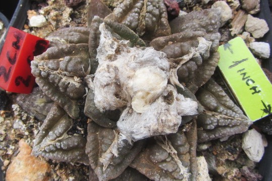 Ariocarpus <br>fissuratus
