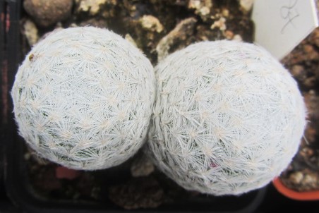 Mammillaria humboldtii