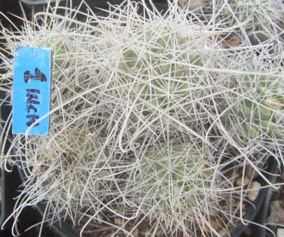 Mammillaria <br>setispina