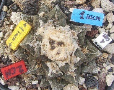 Ariocarpus <br>hybrid f1 fiss x scaphir