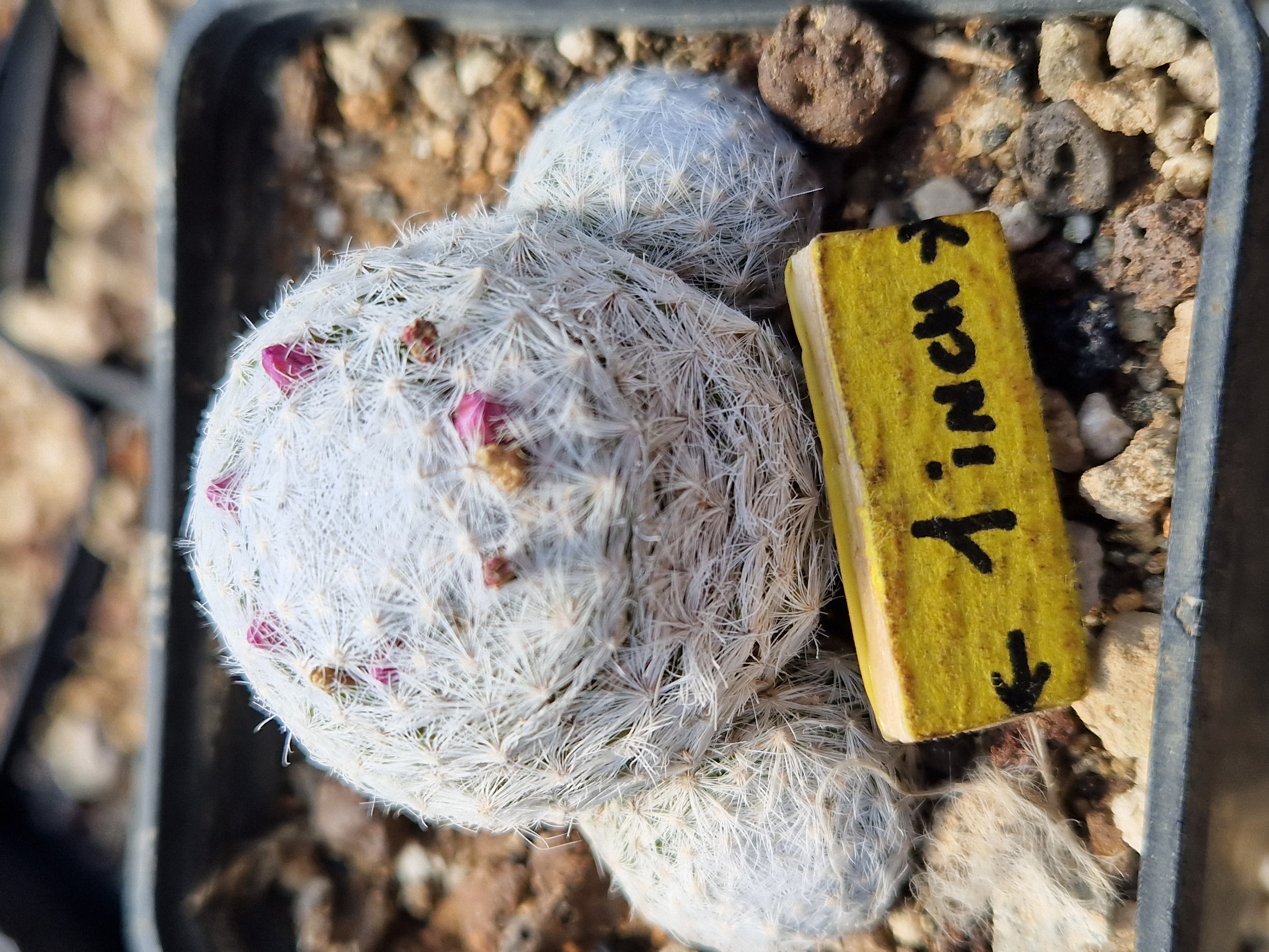 Mammillaria humboldtii