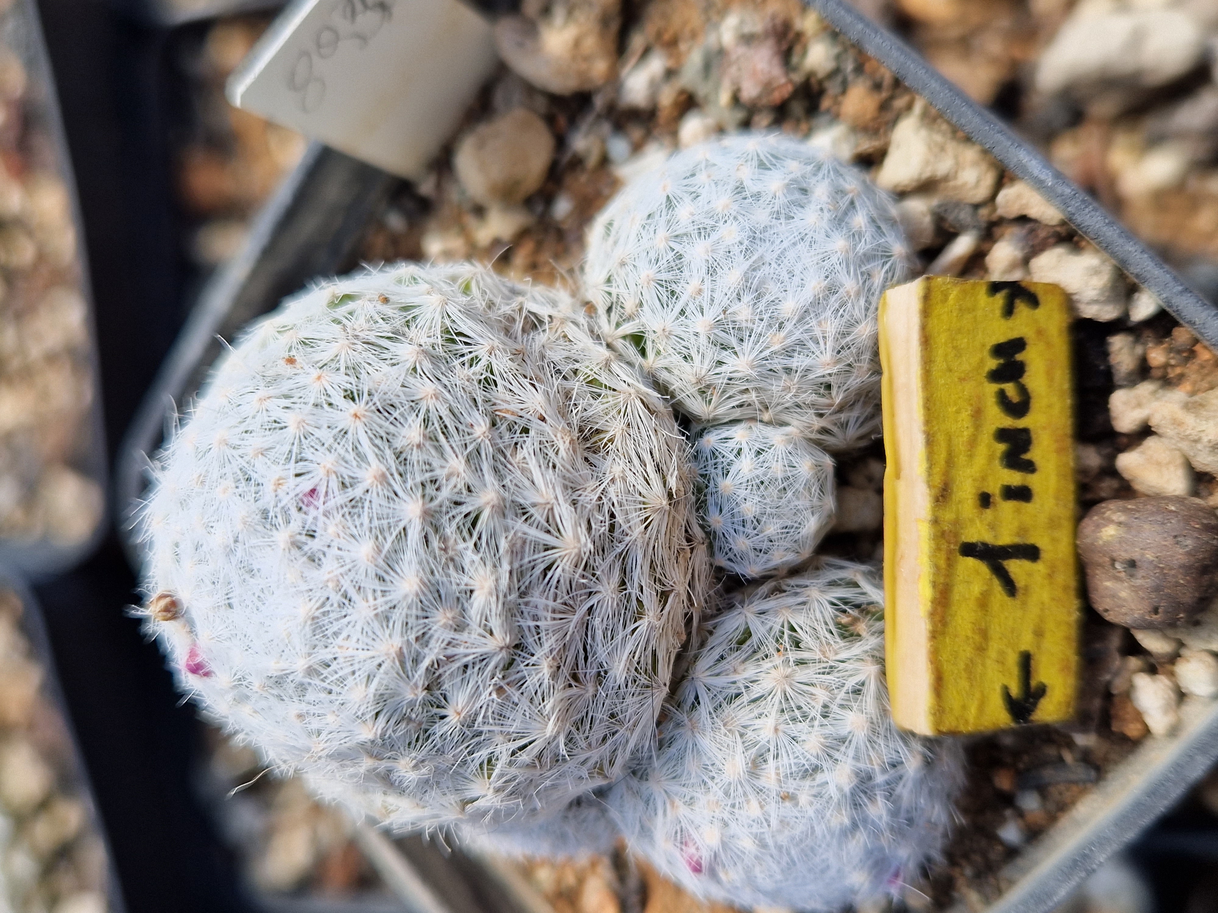 Mammillaria humboldtii