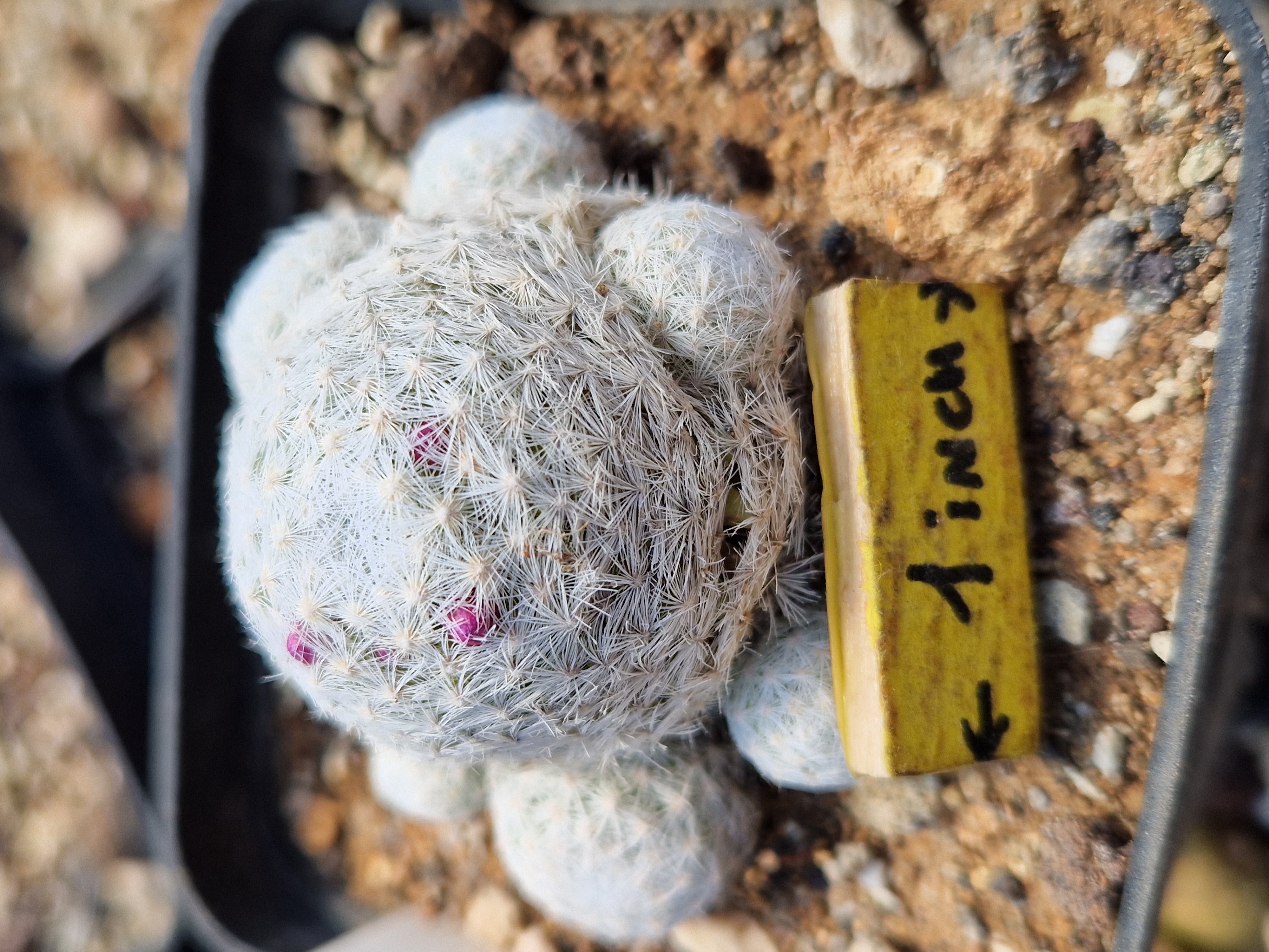 Mammillaria humboldtii