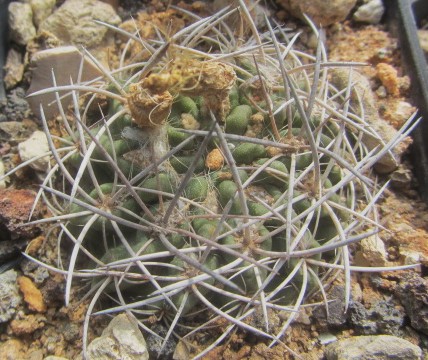 Eriosyce <br>paucicostata viridis