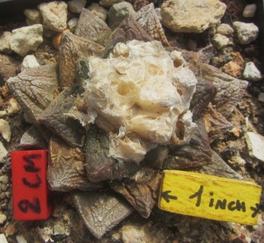 Ariocarpus <br>fissuratus fma