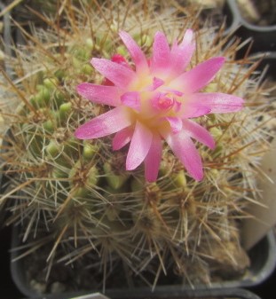Eriosyce subgibbosa