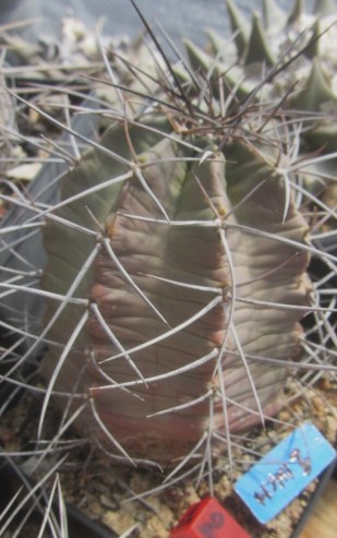 Echinocereus <br>triglochidiatus subinermis