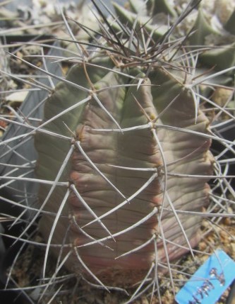 Echinocereus <br>triglochidiatus subinermis