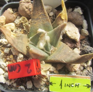 Ariocarpus 