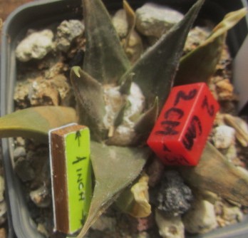 Ariocarpus <br>