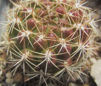 Weingartia neucumingii
