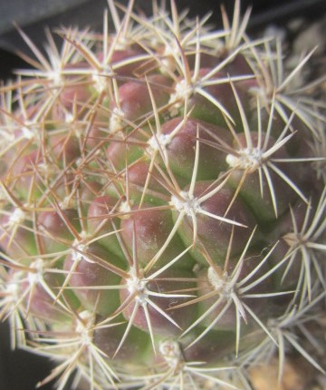 Weingartia neucumingii