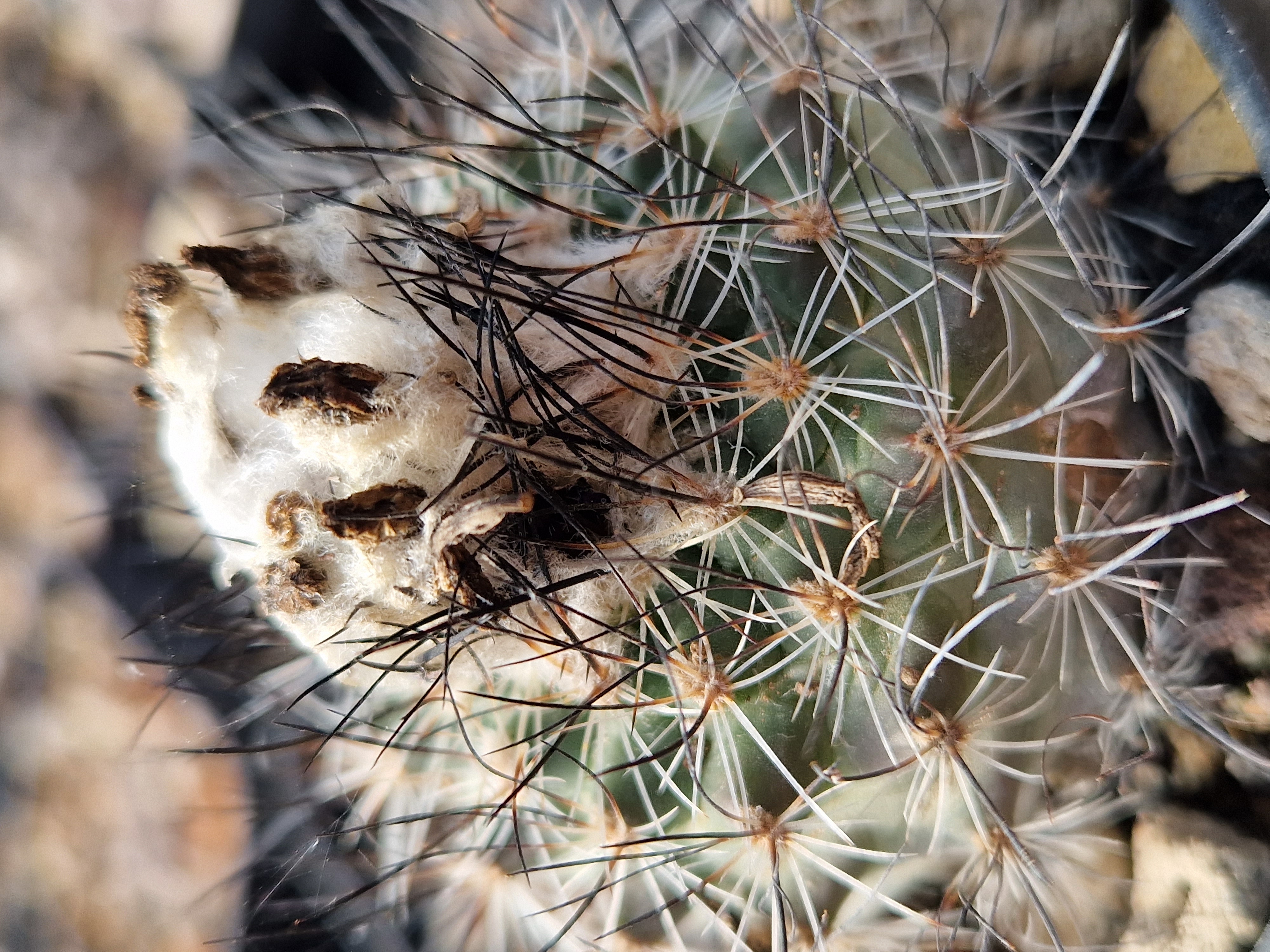 Turbinicarpus <br>viereckii