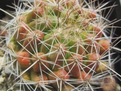 Thelocactus <br>conothelos garciae