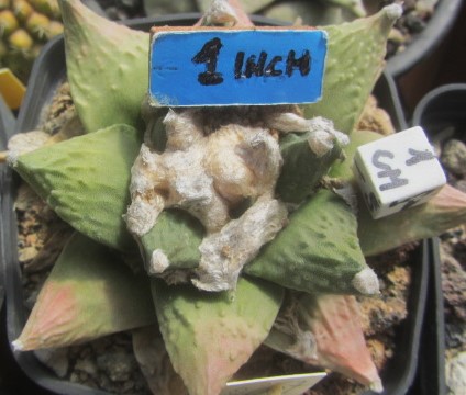 Ariocarpus <br>cv f2 hintoni  x  furf