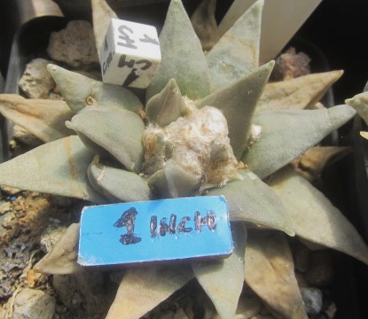 Ariocarpus <br>retusus elongatus