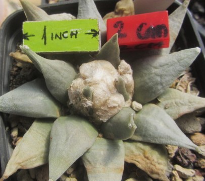 Ariocarpus <br>retusus elongatus
