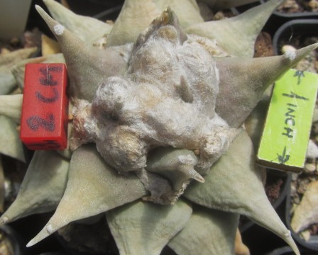 Ariocarpus <br>retusus furfuraces