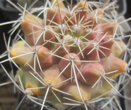 Thelocactus matudae