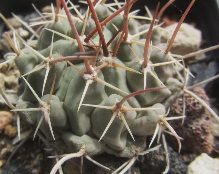 Thelocactus <br>rinconensis nidulans