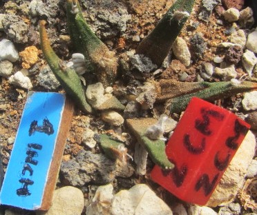 Ariocarpus agavoides