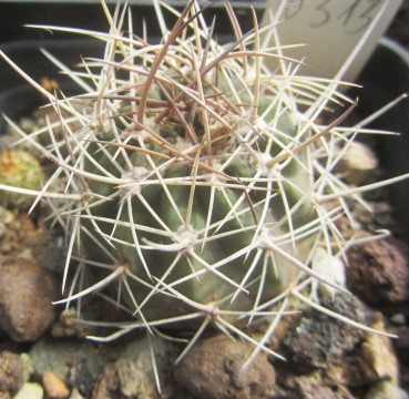 Lobivia lateritia cintiensis
