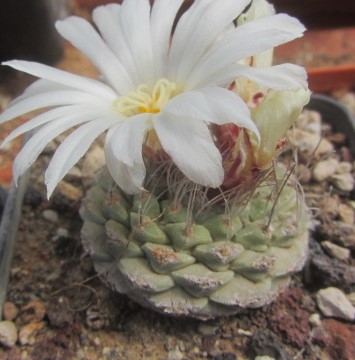 Strombocactus <br>disciformis