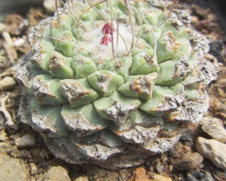 Strombocactus <br>disciformis