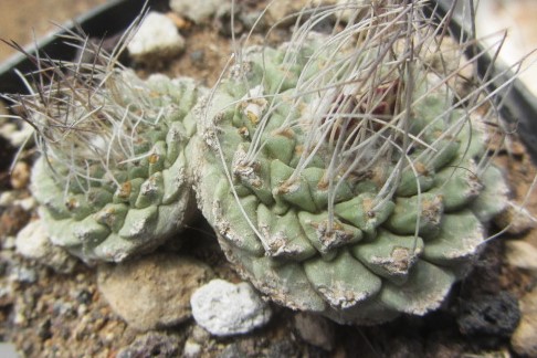 Strombocactus <br>disciformis