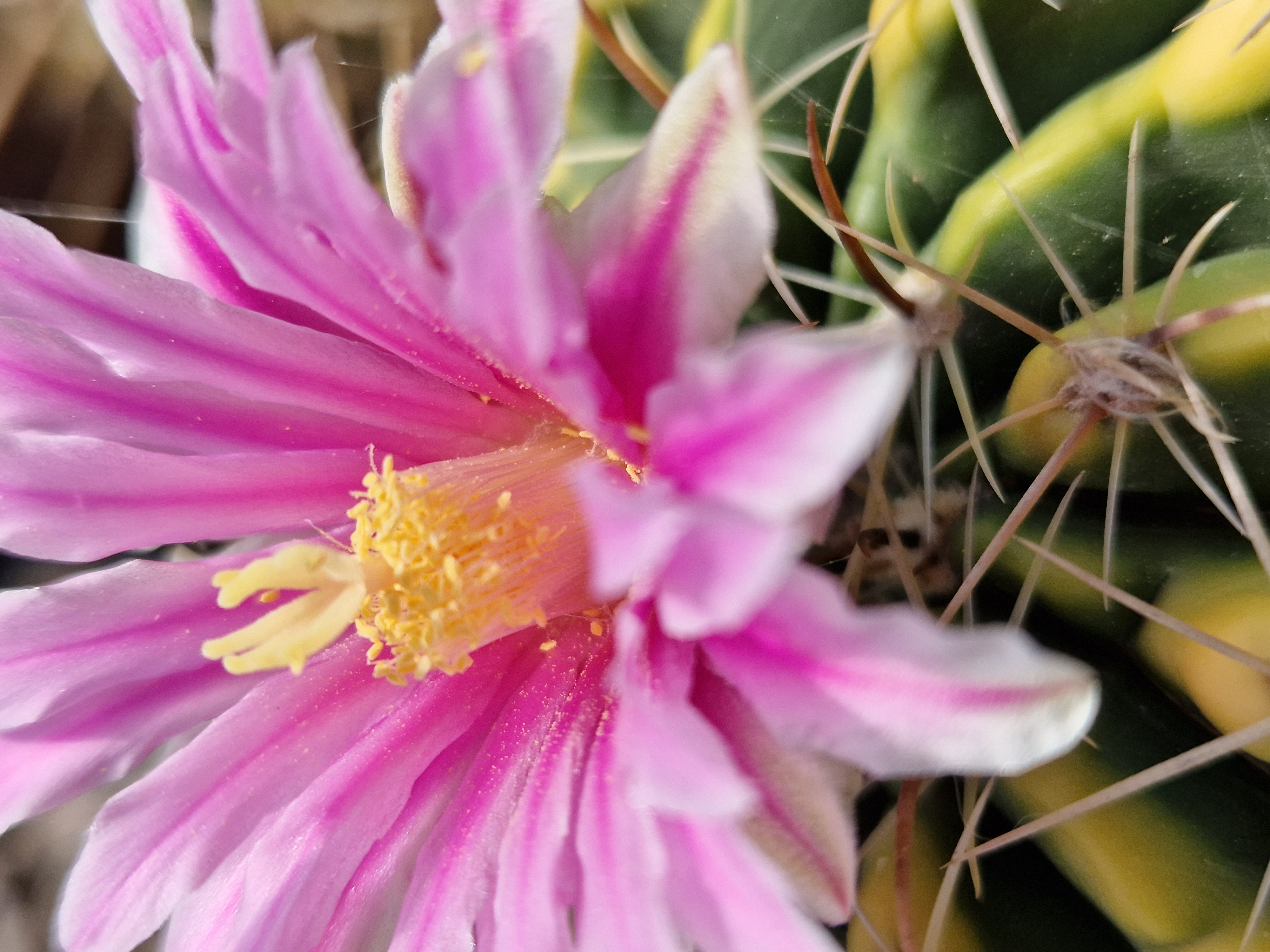 Ferocactus <br>hybrid feroc x stenoc