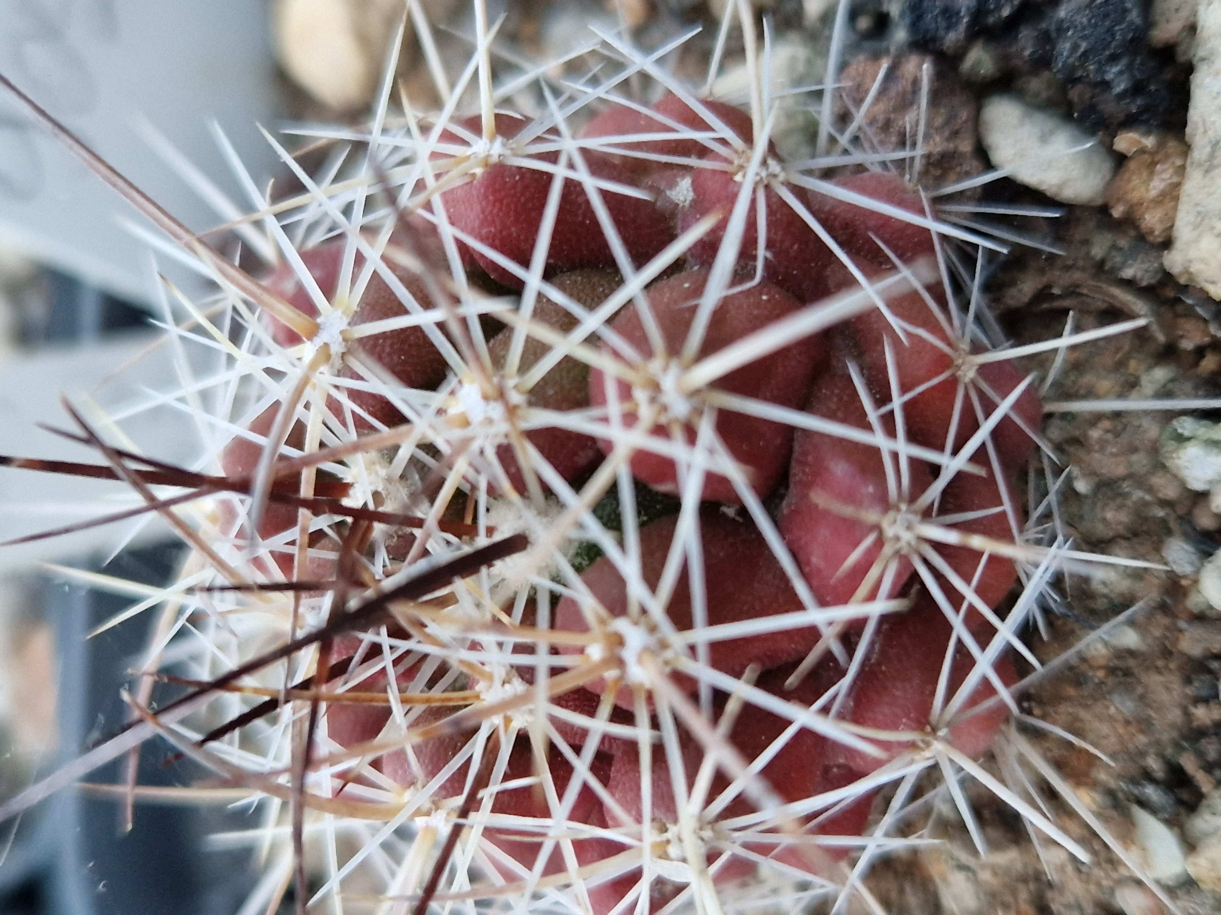 Thelocactus <br>conothelos garciae