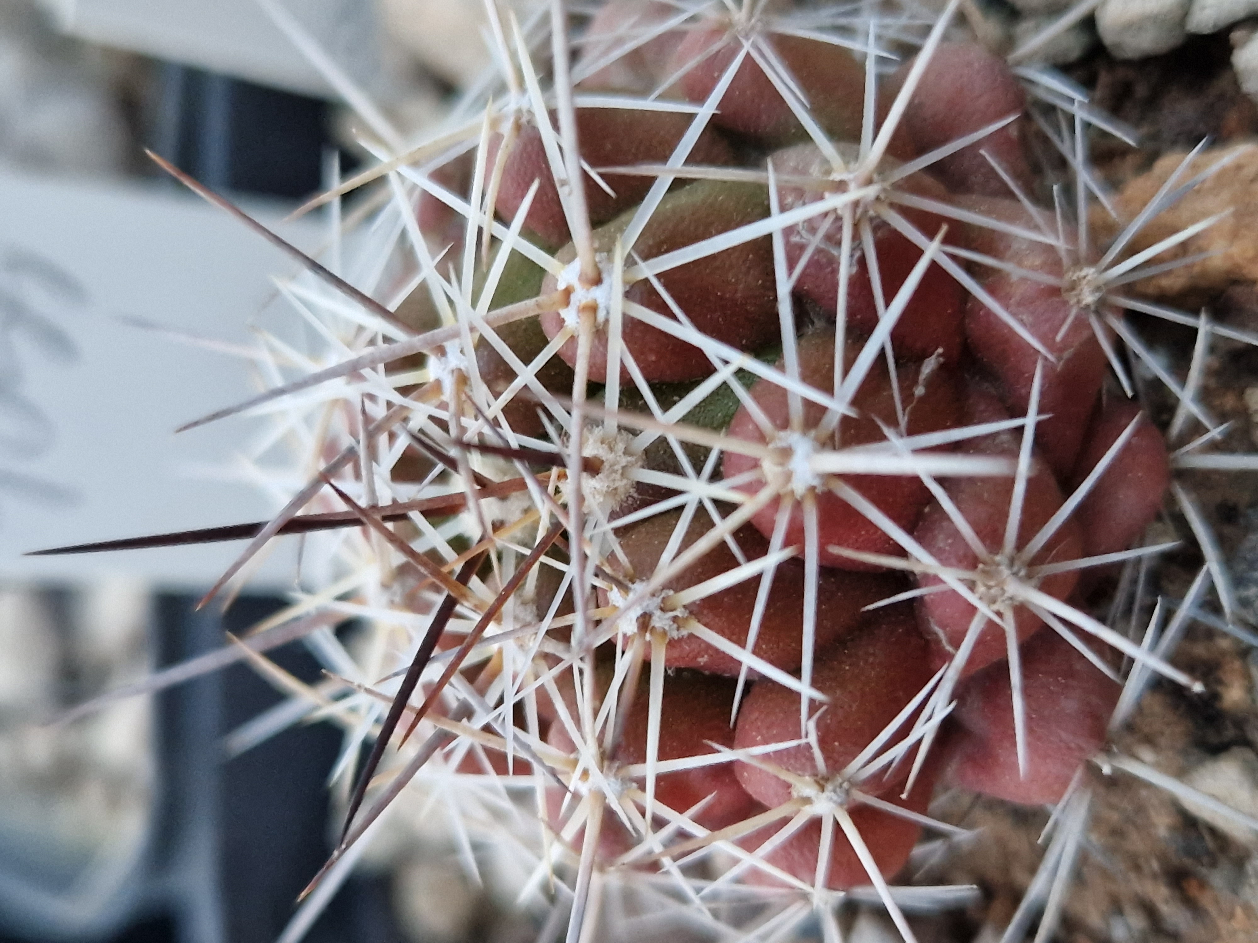 Thelocactus <br>conothelos garciae