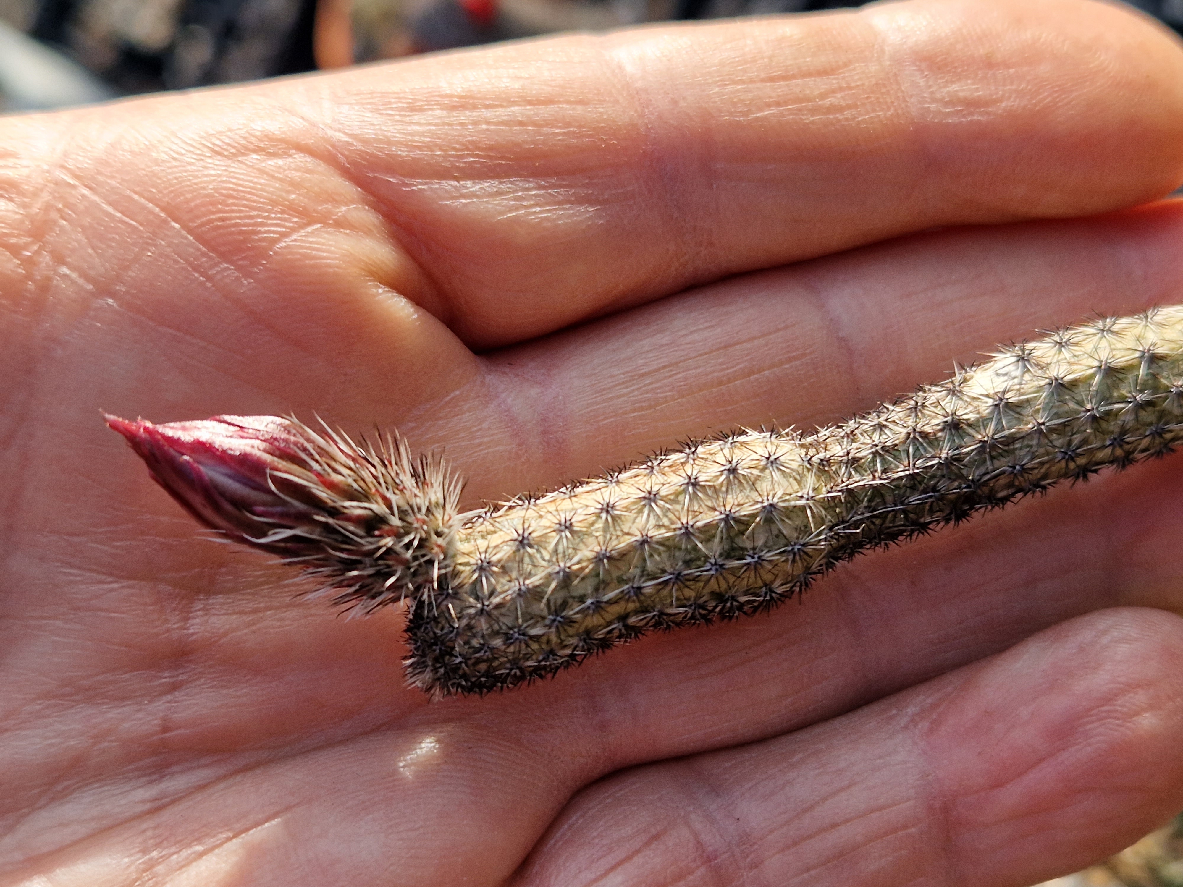 Wilcoxia tamaulipensis