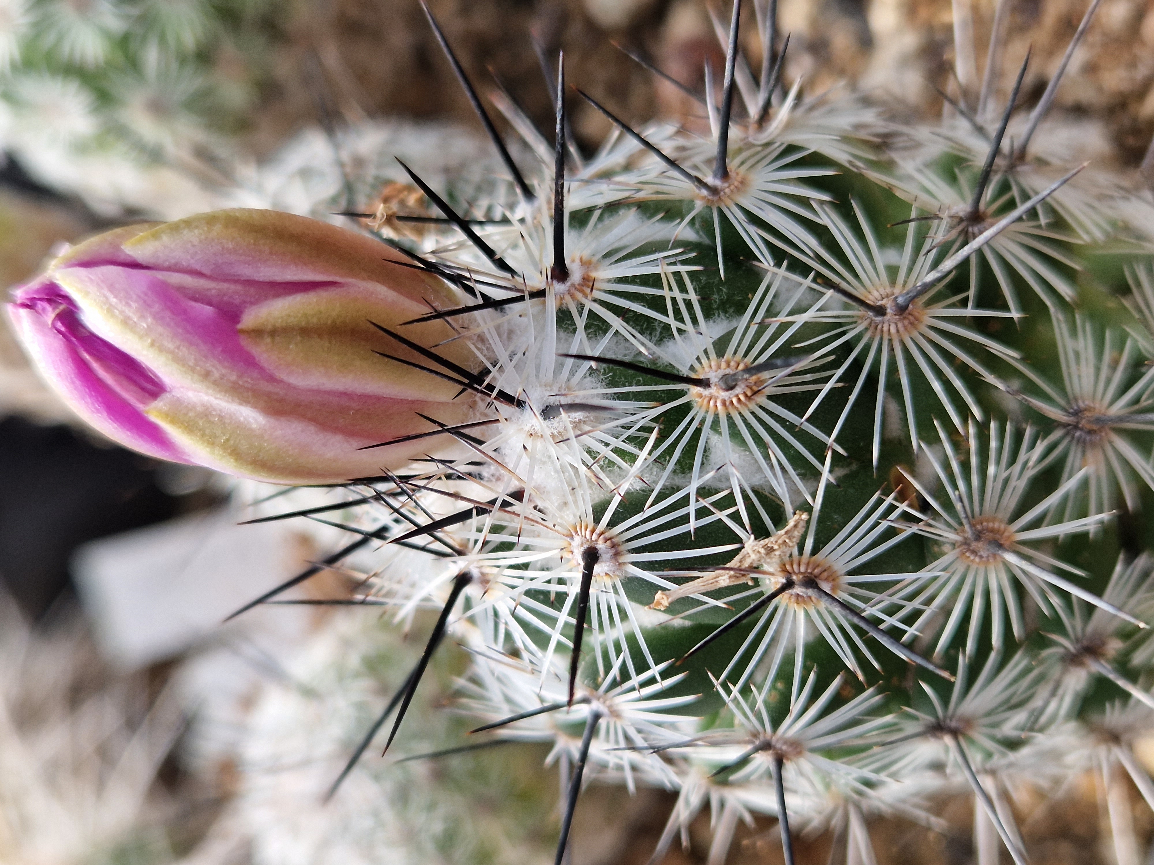 Neolloydia <br>grandiflora 