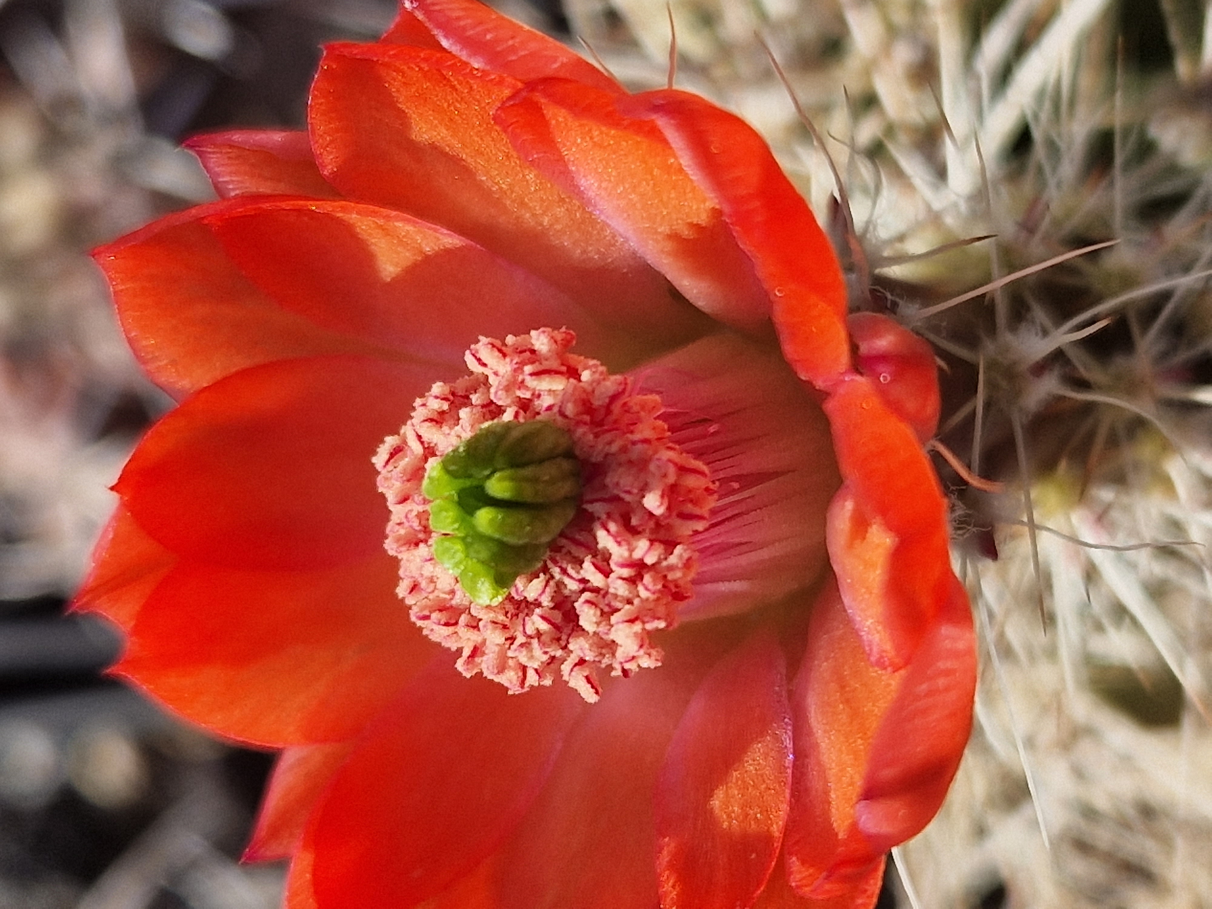 Echinocereus coccineus rosei