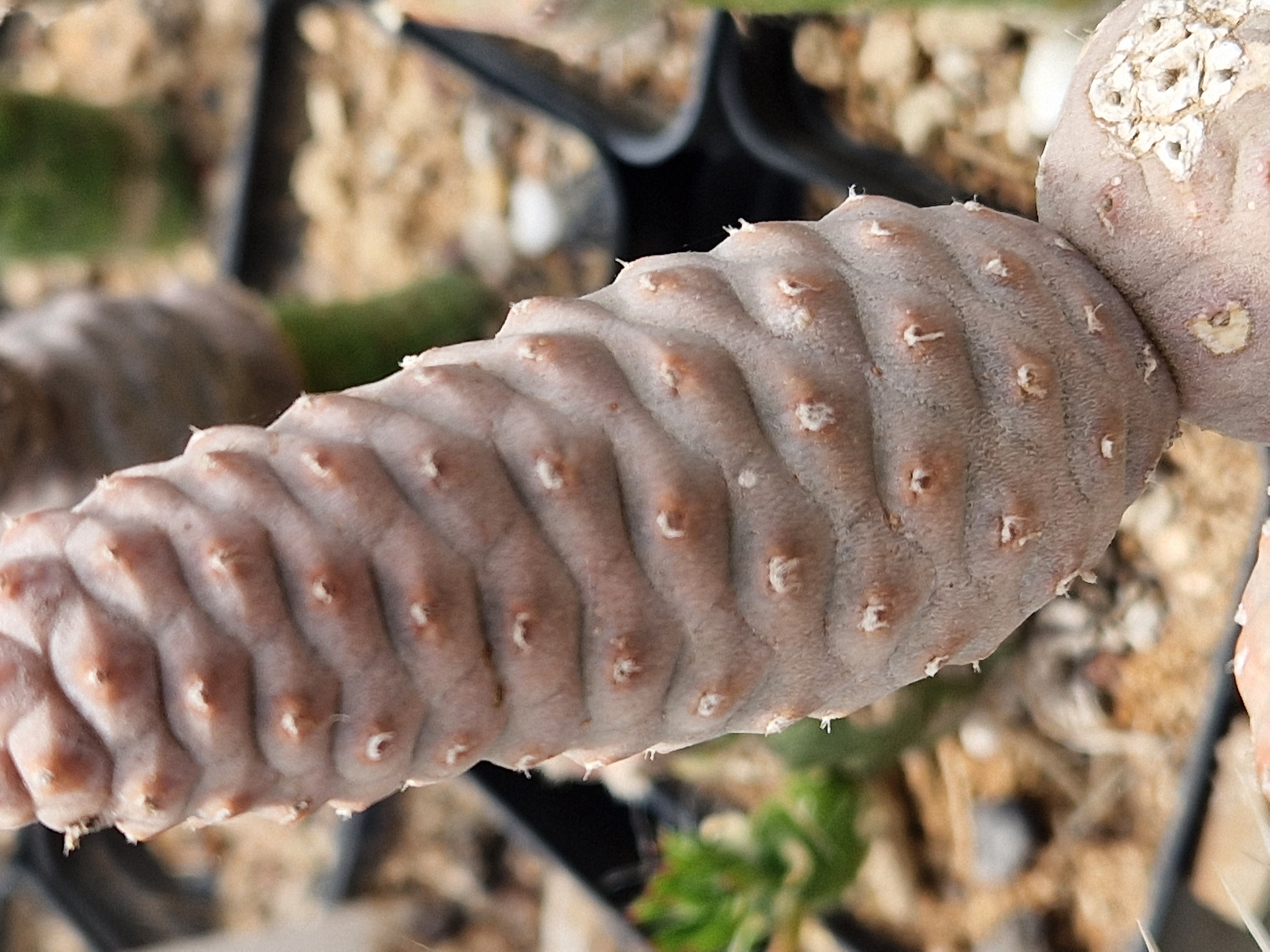 Tephrocactus <br>articulatus strobiliformis