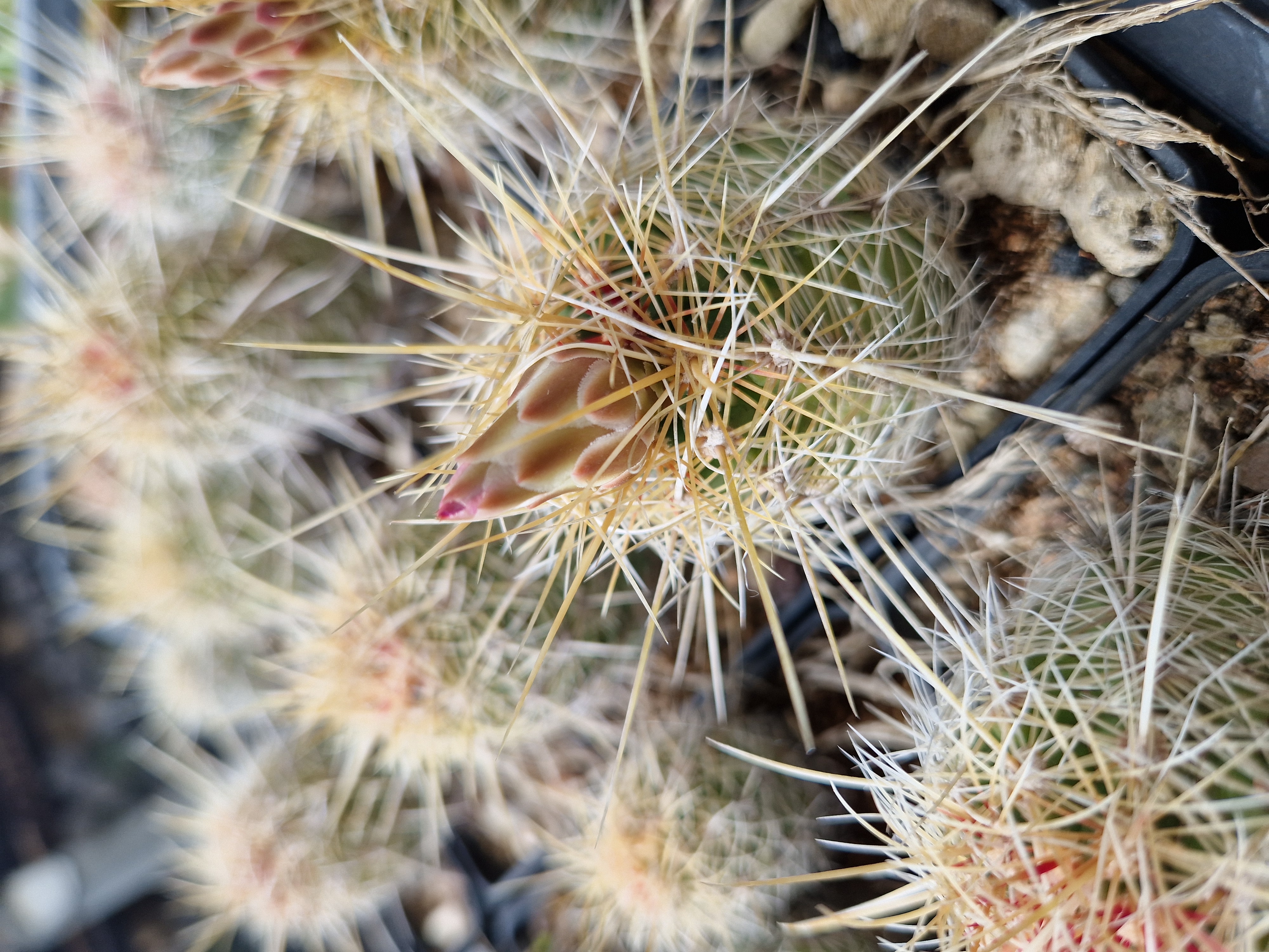 Thelocactus <br>bicolor bolansis