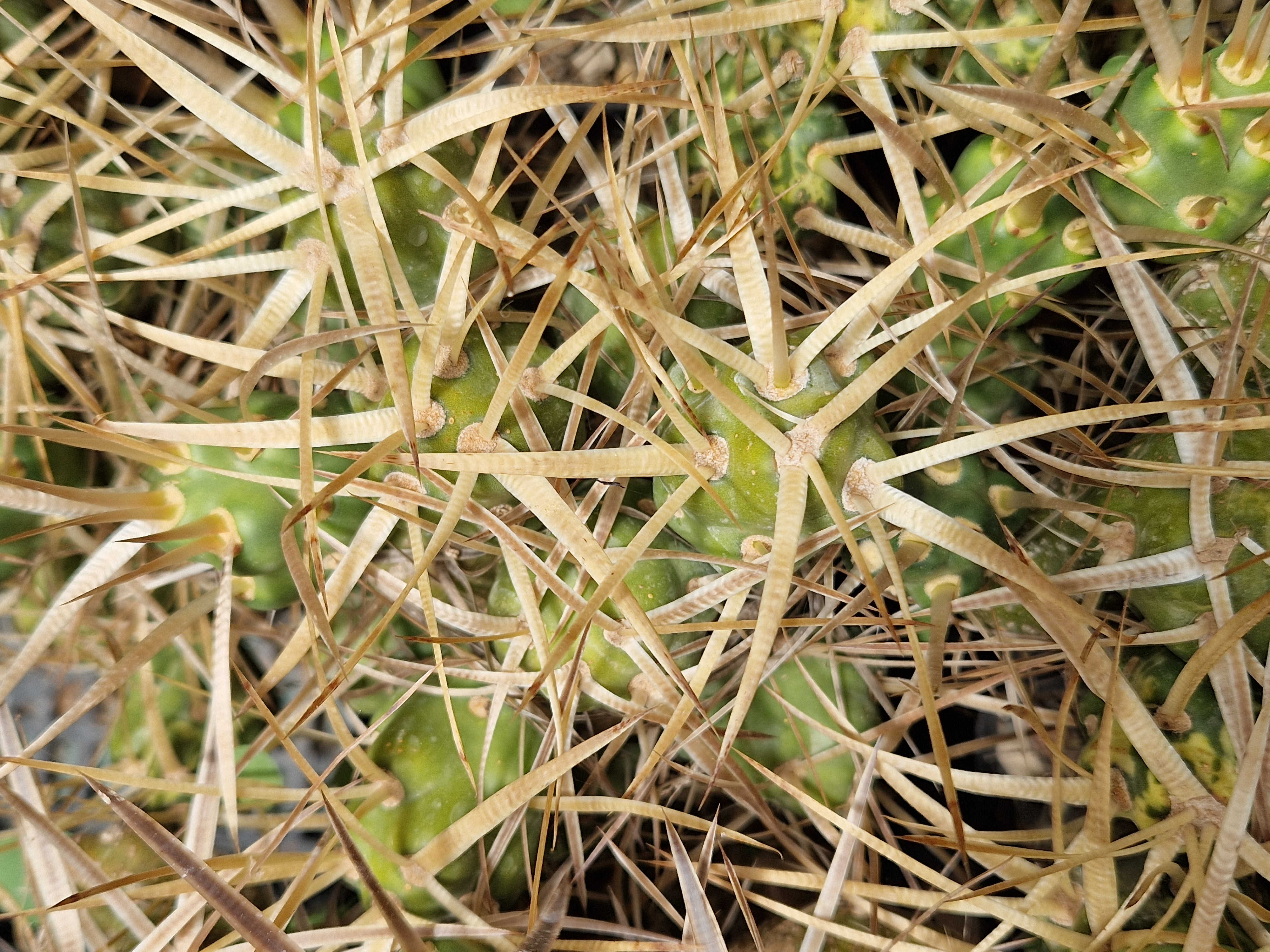 Tephrocactus <br>platyacanthus