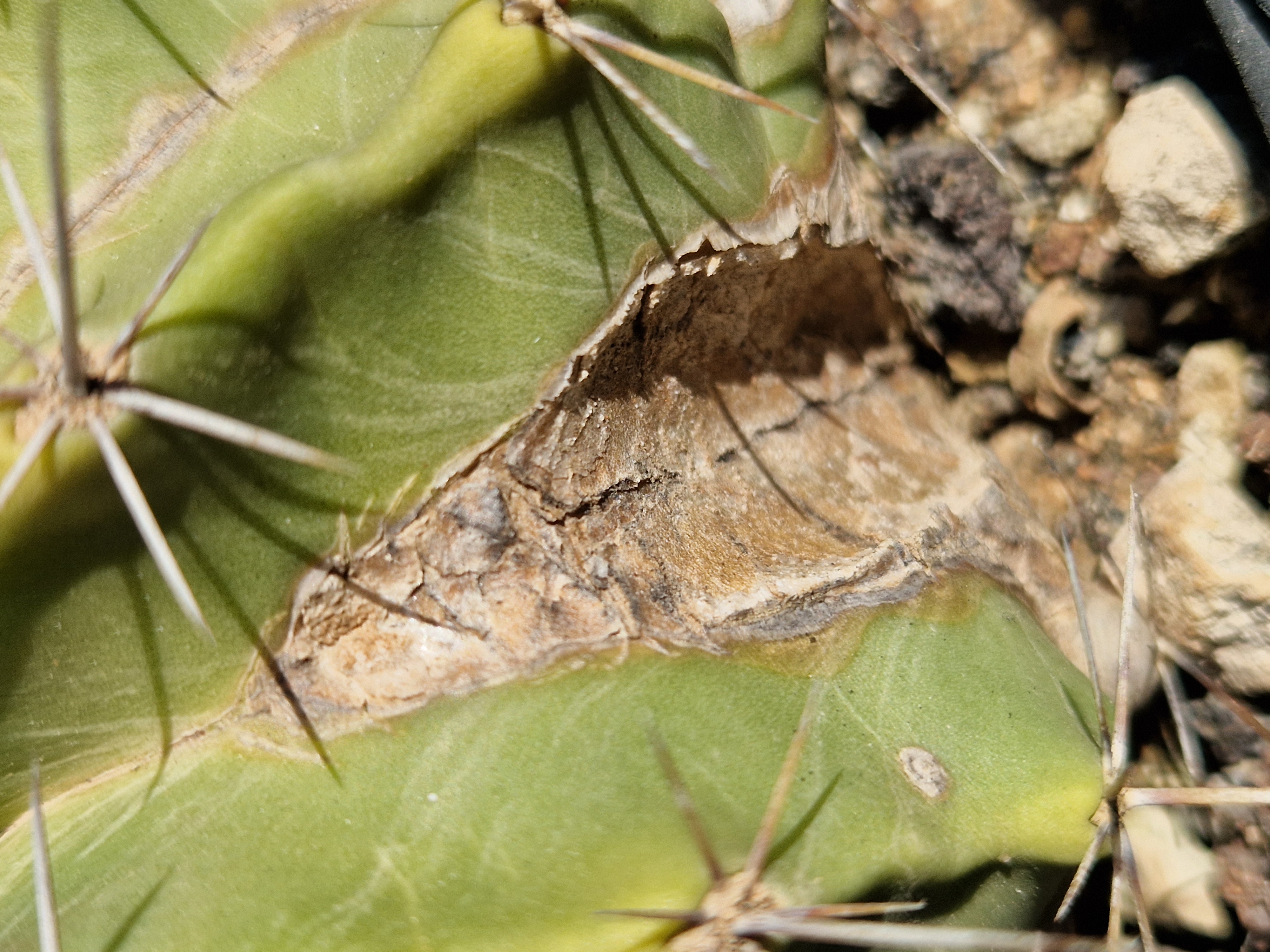 Ferocactus <br>echidne