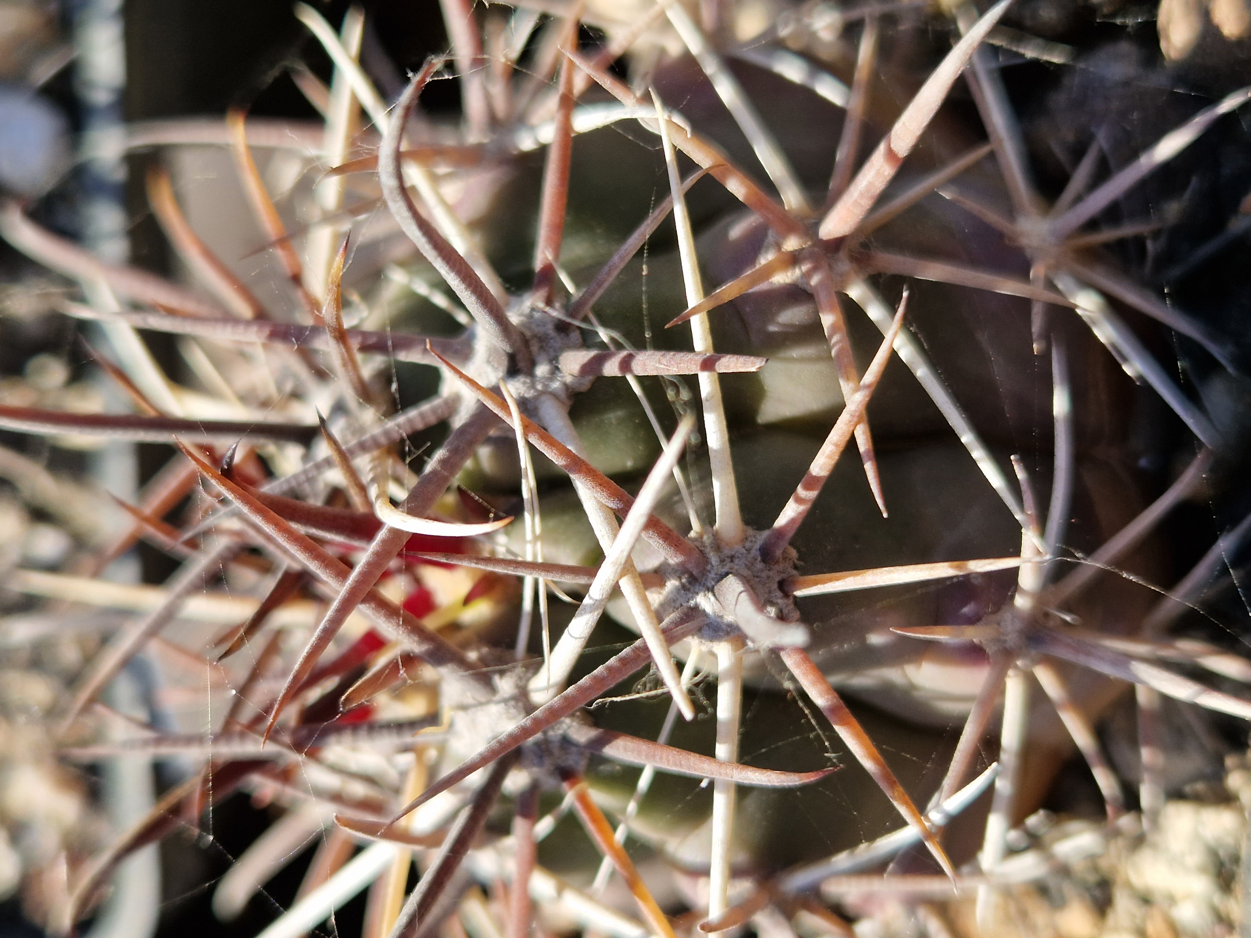 Ferocactus <br>townsendianus santa maria
